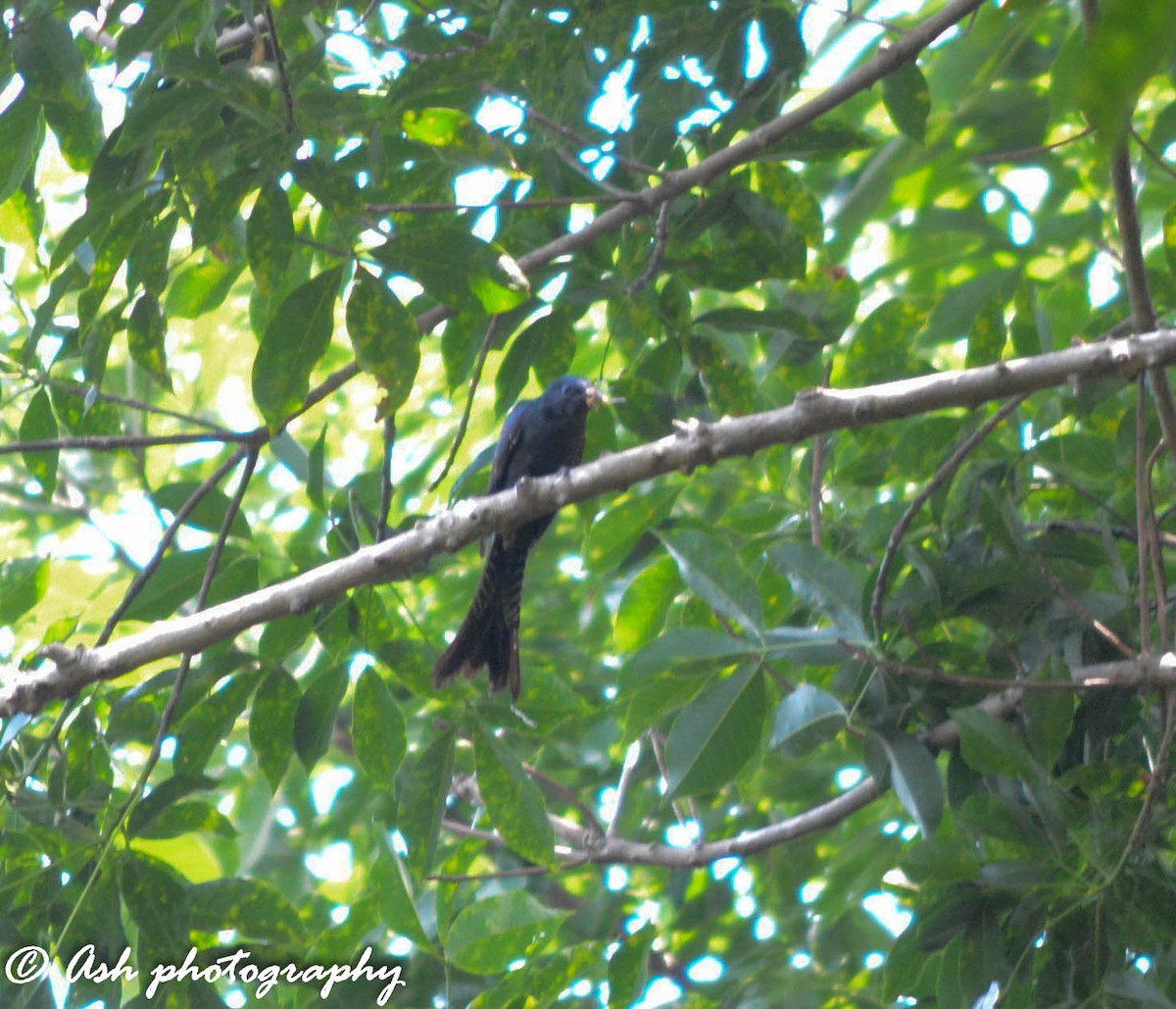 Fork-tailed Drongo-Cuckoo - Ashwini Bhatt