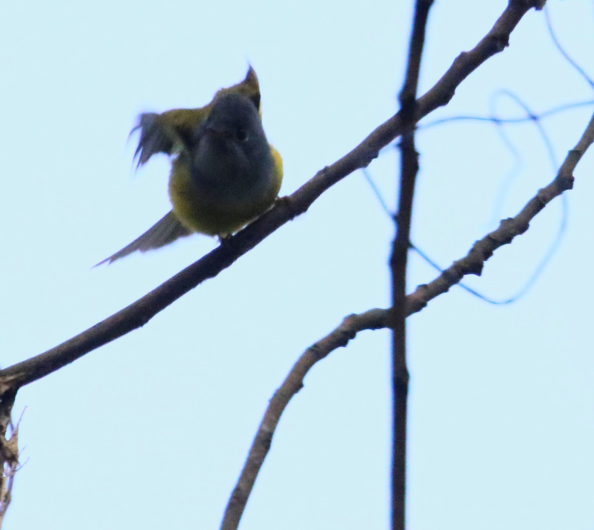 Gray-headed Canary-Flycatcher - Nihar Rao