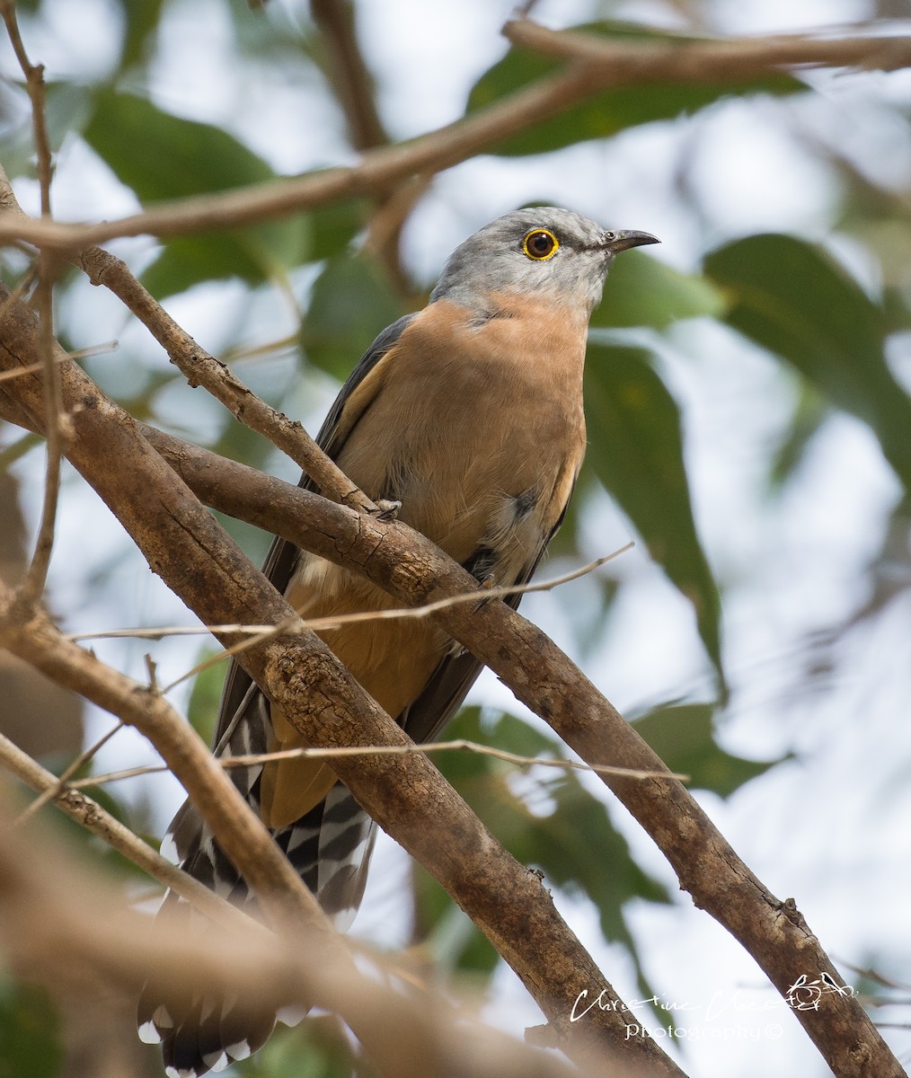 Fan-tailed Cuckoo - Christine  Chester