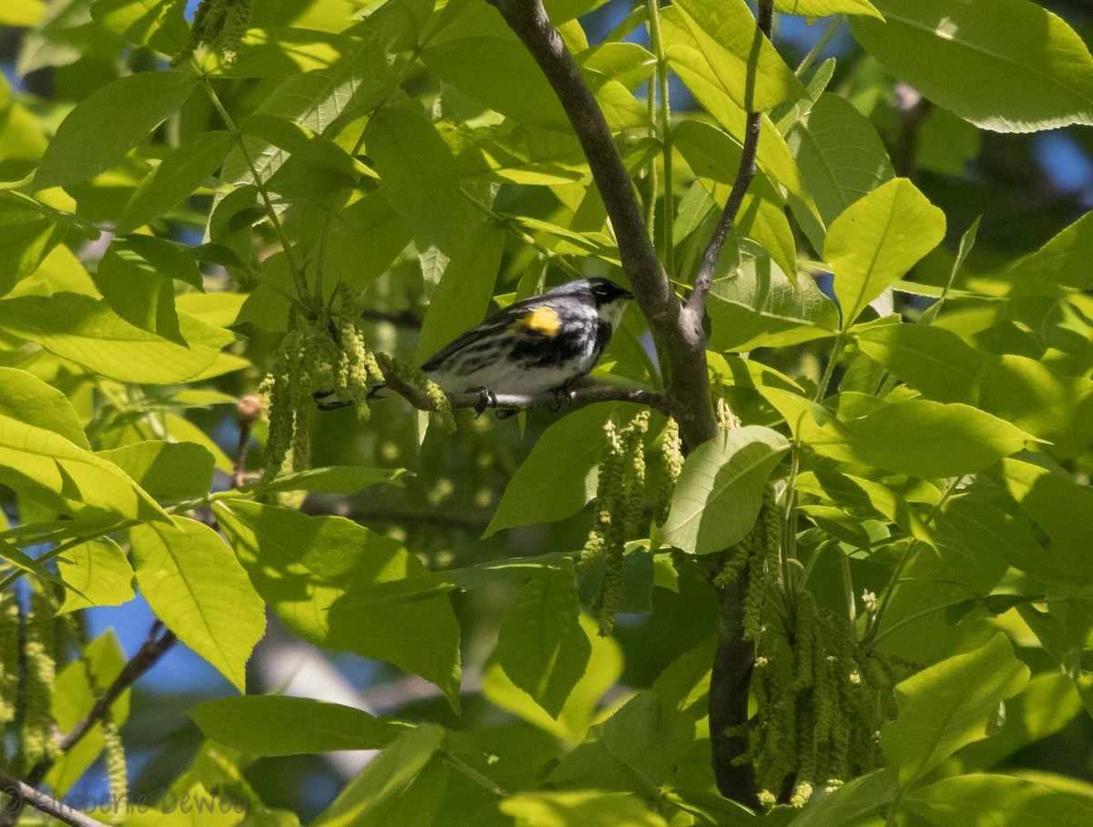 Yellow-rumped Warbler (Myrtle) - ML97268851