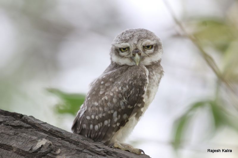 Spotted Owlet - Rajesh Kalra
