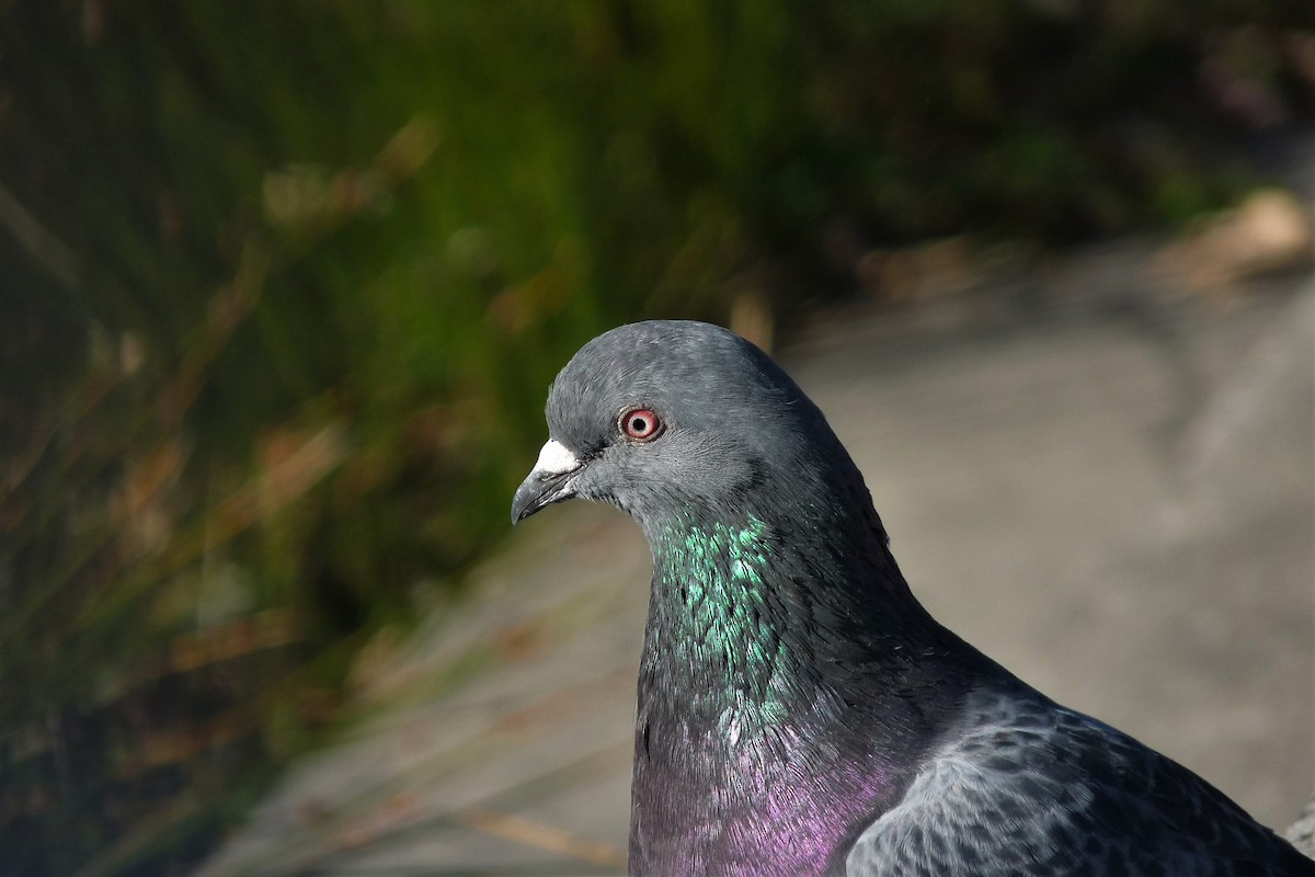 Rock Pigeon (Feral Pigeon) - ML97271101