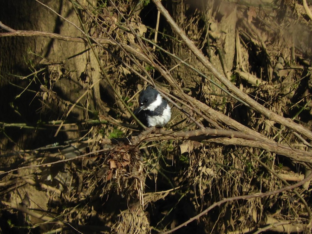 Belted Kingfisher - ML97271341