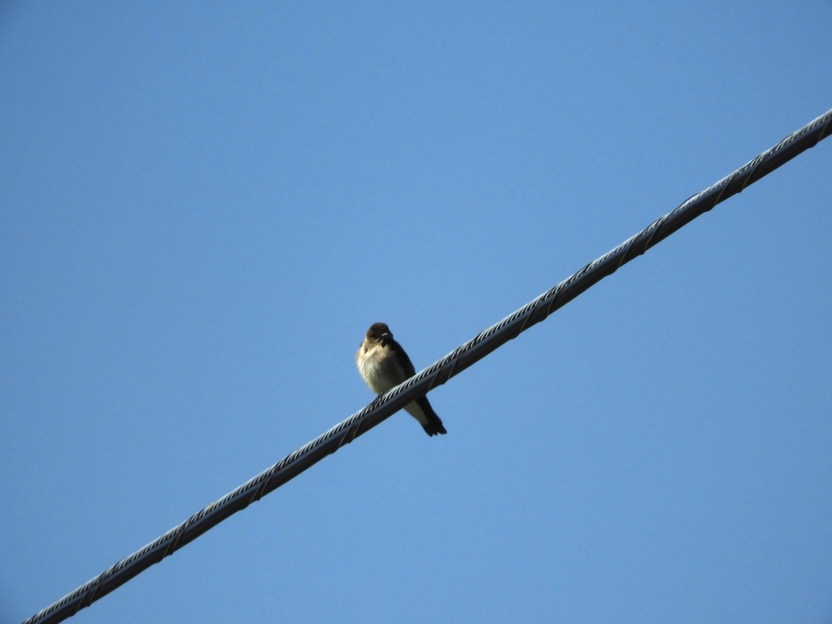 Northern Rough-winged Swallow - Takayuki Uchida