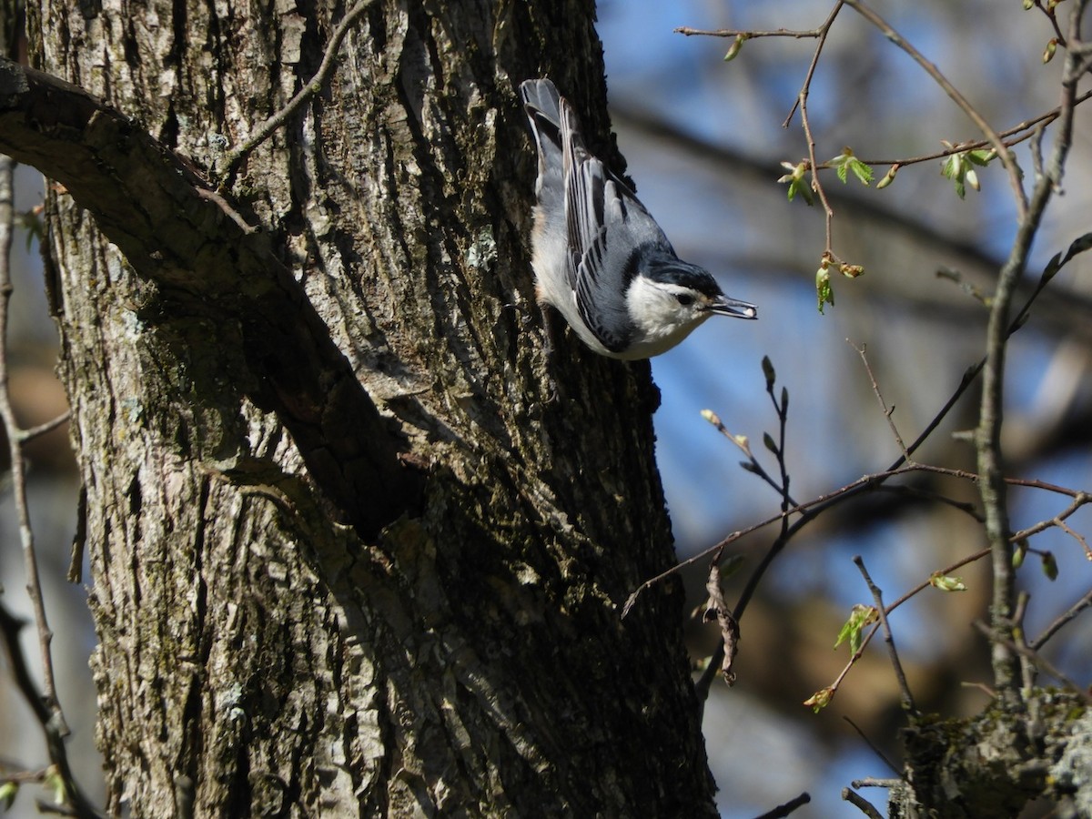 White-breasted Nuthatch - ML97271371