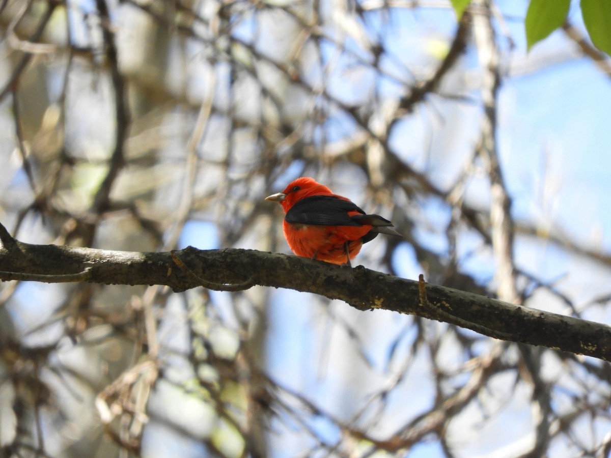 Scarlet Tanager - ML97271461
