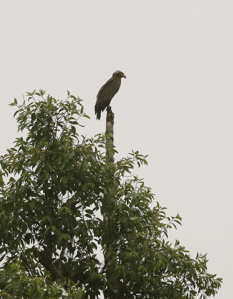 Crested Serpent-Eagle - ML97271871