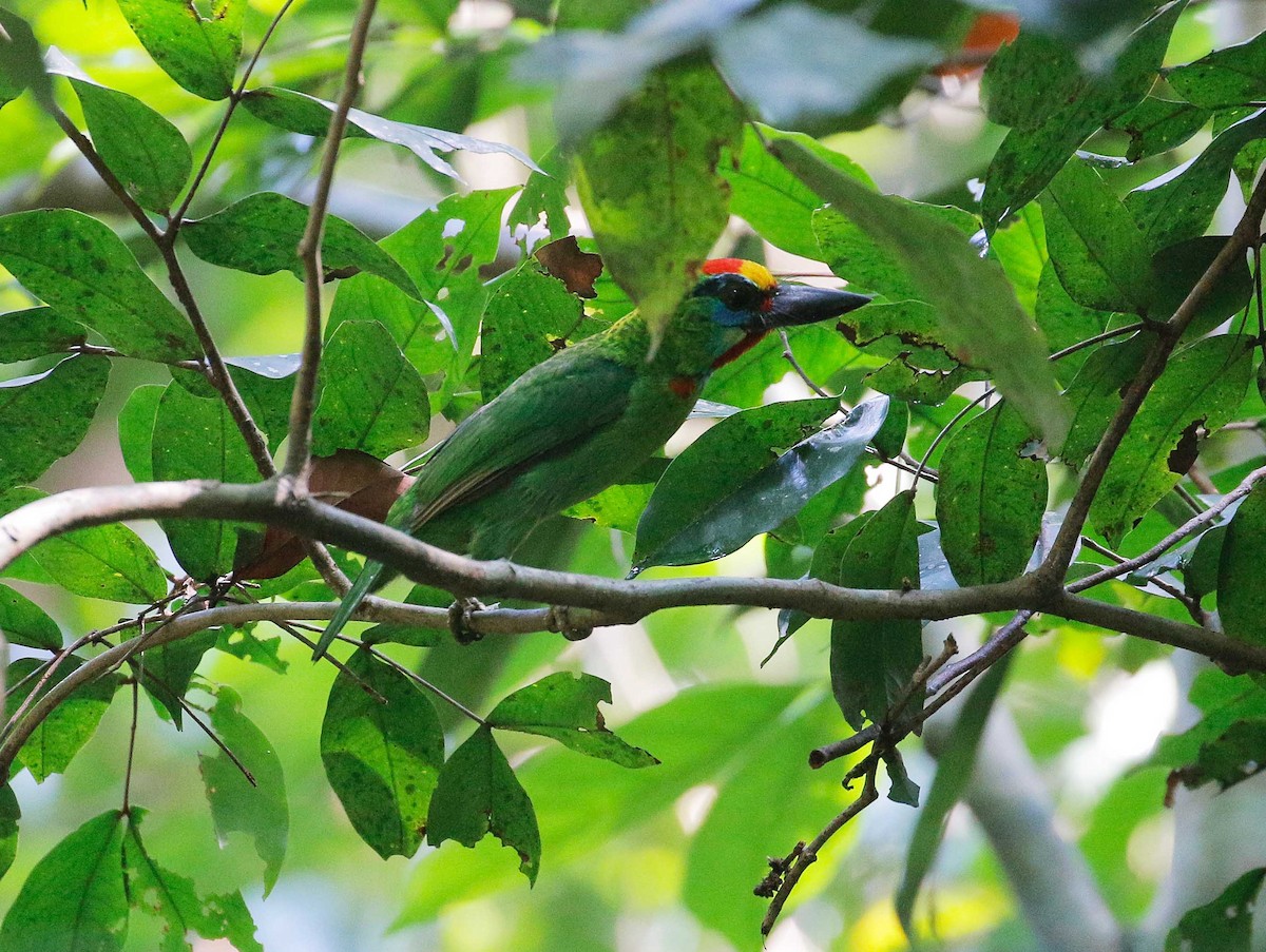 Red-throated Barbet - ML97271881