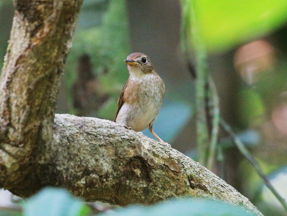 Brown-chested Jungle Flycatcher - Neoh Hor Kee