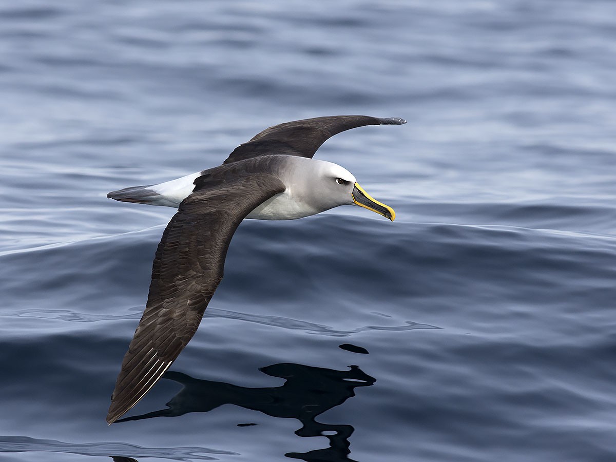 Buller's Albatross - Tim Bawden
