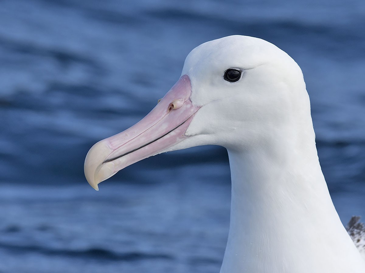Southern Royal Albatross - Tim Bawden
