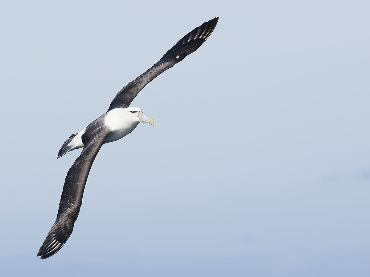 White-capped Albatross - Tim Bawden