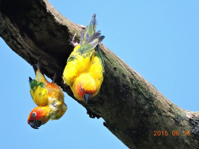 Adult Sun Parakeets. - Sun Parakeet - 