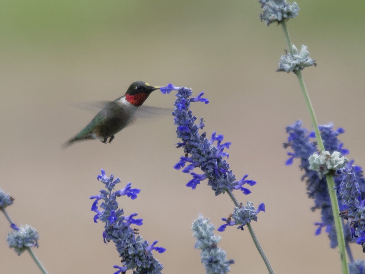 Ruby-throated Hummingbird - Dina Perry