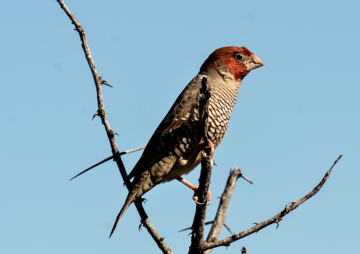 Red-headed Finch - ML97274051