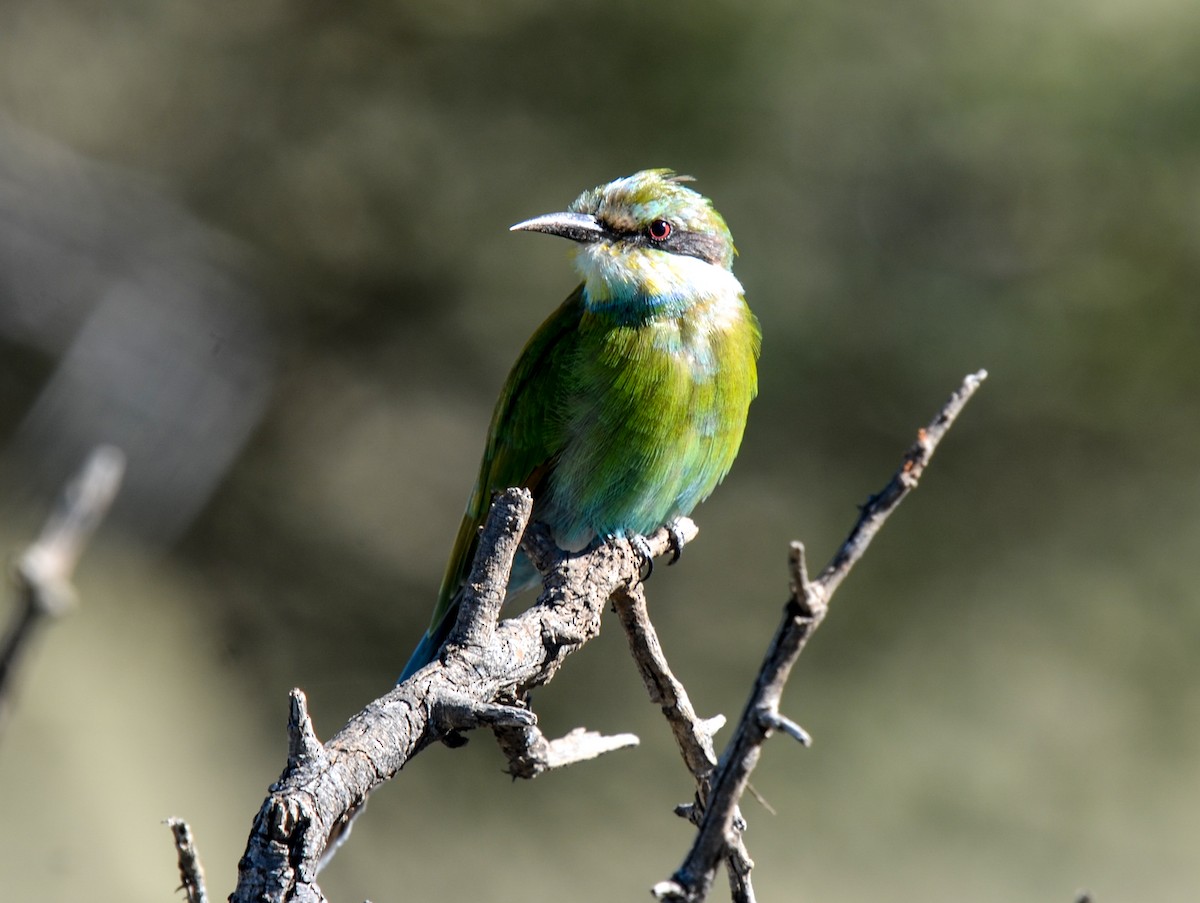 Swallow-tailed Bee-eater - ML97274141
