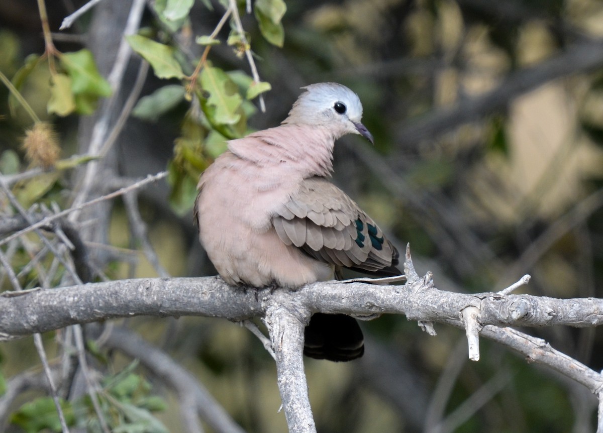 Emerald-spotted Wood-Dove - Bruce Wedderburn
