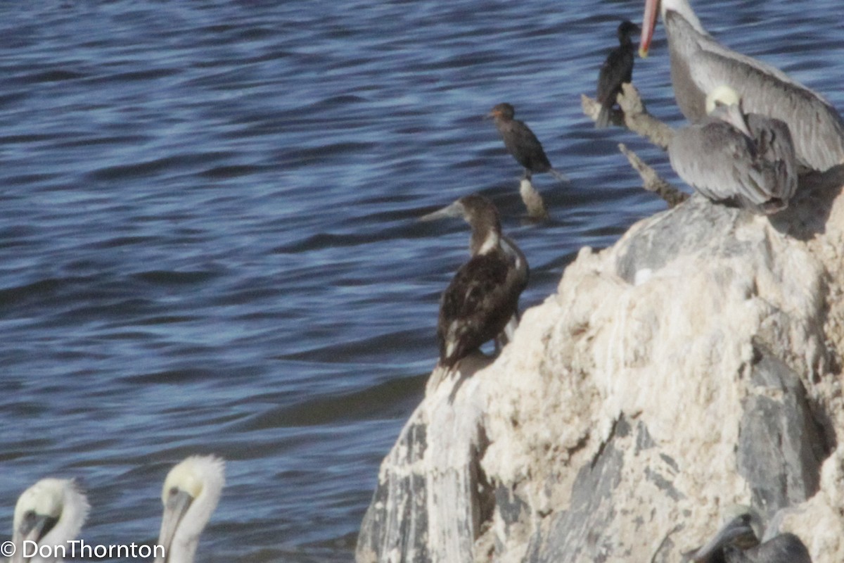 Blue-footed Booby - ML97276721