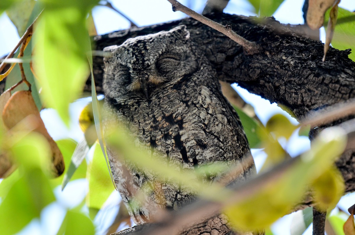 African Scops-Owl - Bruce Wedderburn