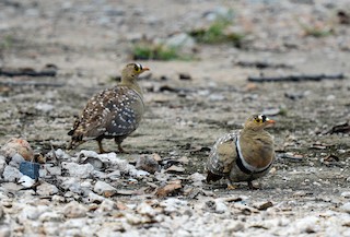  - Double-banded Sandgrouse