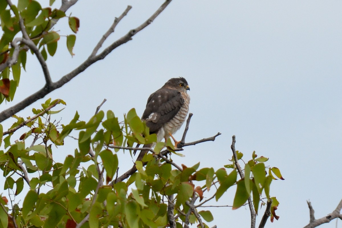 Little Sparrowhawk - Bruce Wedderburn