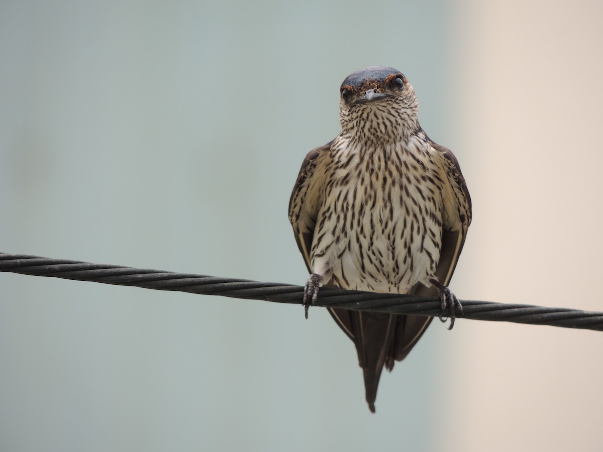 Striated Swallow - Anonymous