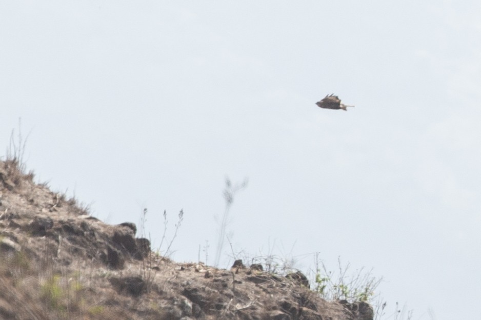 Common Buzzard (Cape Verde) - ML97284641