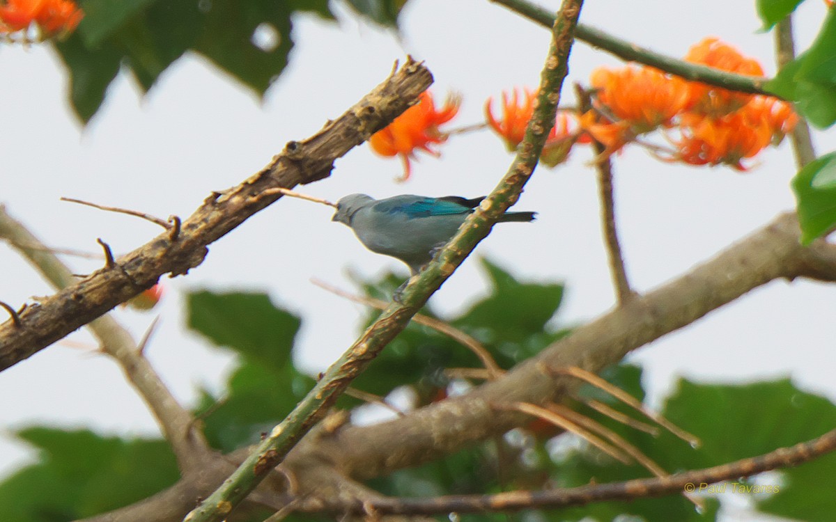 Blue-gray Tanager - ML97285411
