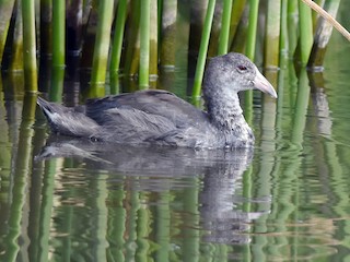  - Hawaiian Coot