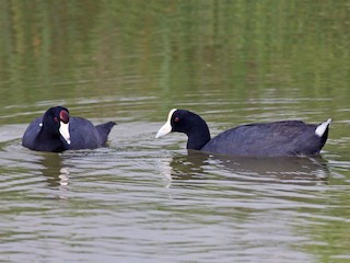  - Hawaiian Coot