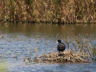  - Hawaiian Coot