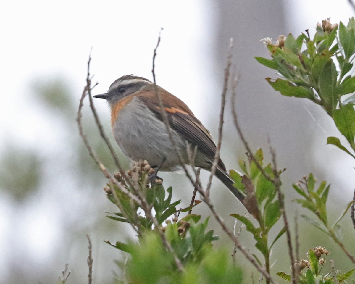 Rufous-breasted Chat-Tyrant - ML97287591