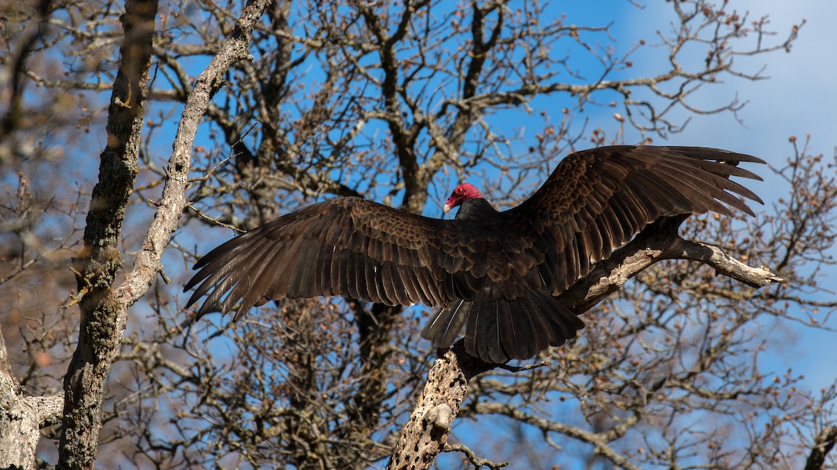 Turkey Vulture - Jim Gain