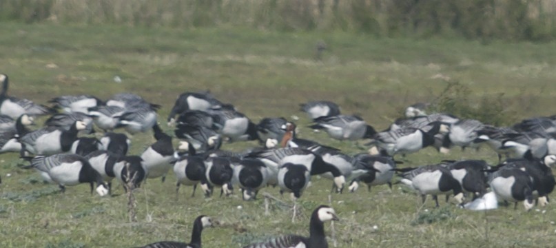Red-breasted Goose - ML97288251