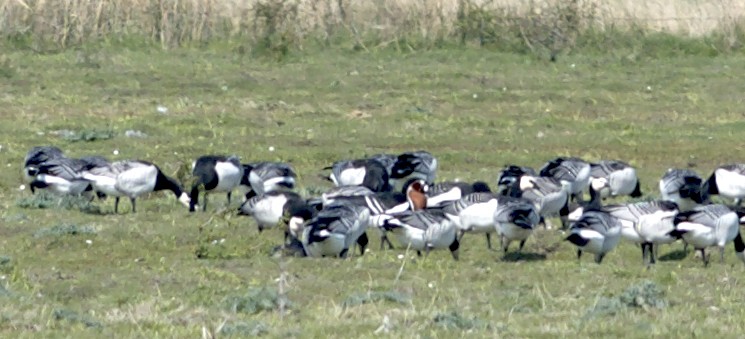 Red-breasted Goose - ML97288261