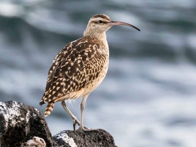  - Bristle-thighed Curlew - 