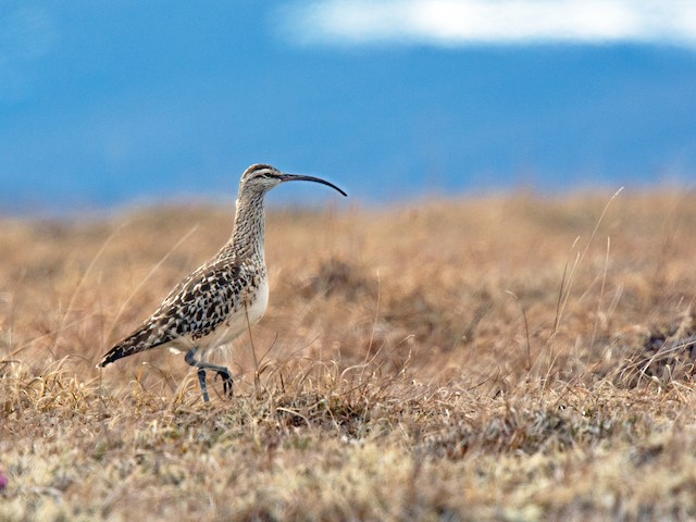  - Bristle-thighed Curlew - 