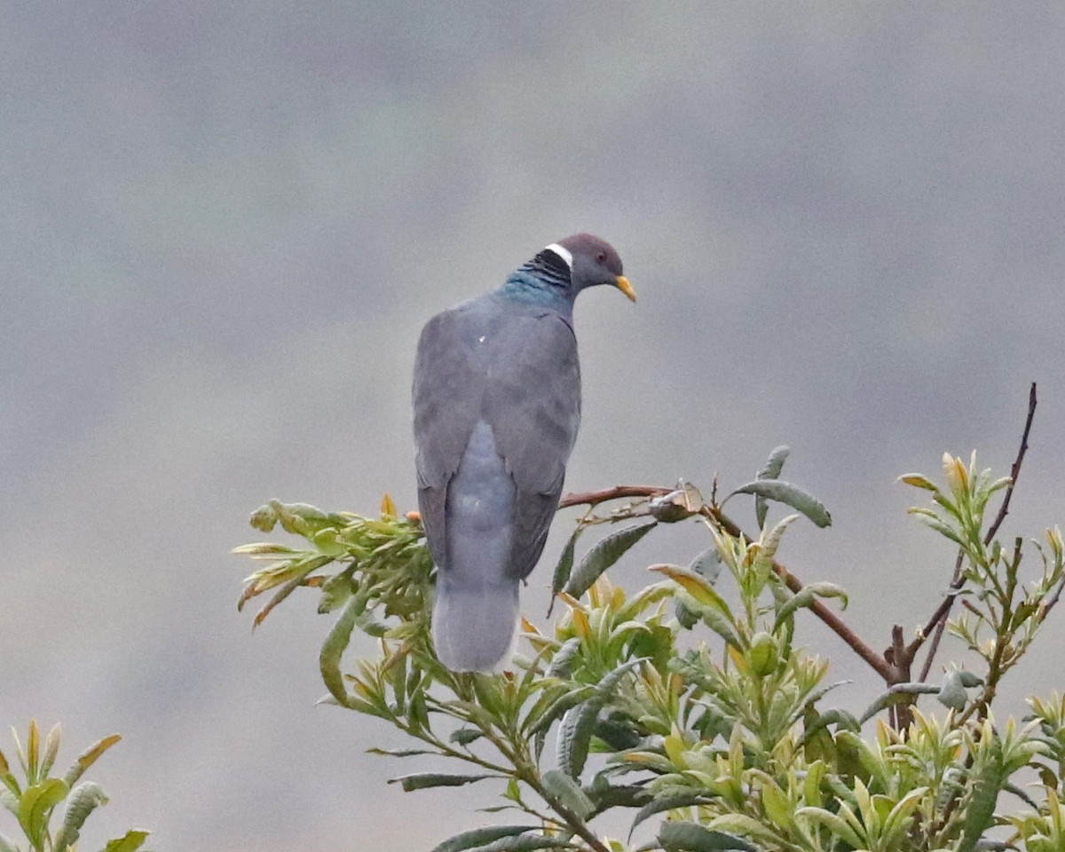 Band-tailed Pigeon - ML97288471