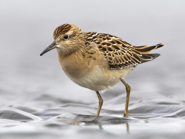 Juvenile - Sharp-tailed Sandpiper - 