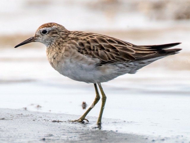 Juvenile - Sharp-tailed Sandpiper - 