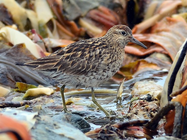 Breeding adult - Sharp-tailed Sandpiper - 