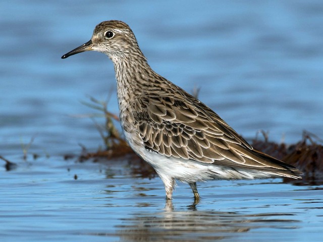 Nonbreeding adult - Sharp-tailed Sandpiper - 