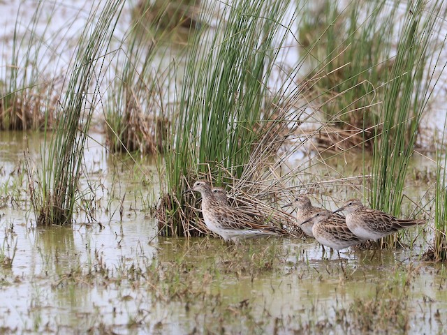 Nonbreeding adult - Sharp-tailed Sandpiper - 