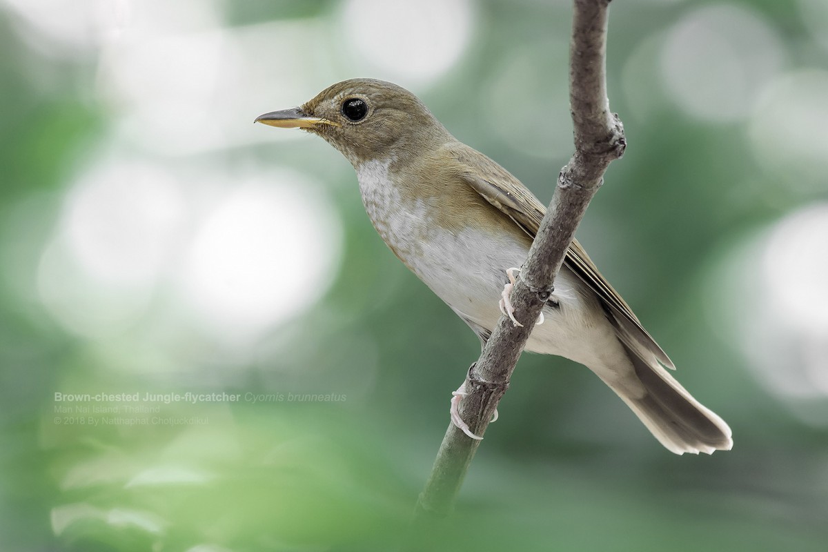 Brown-chested Jungle Flycatcher - ML97292111