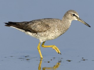 นกเต็มวัยในฤดูผสมพันธุ์ - Arun Prasad - ML97295181