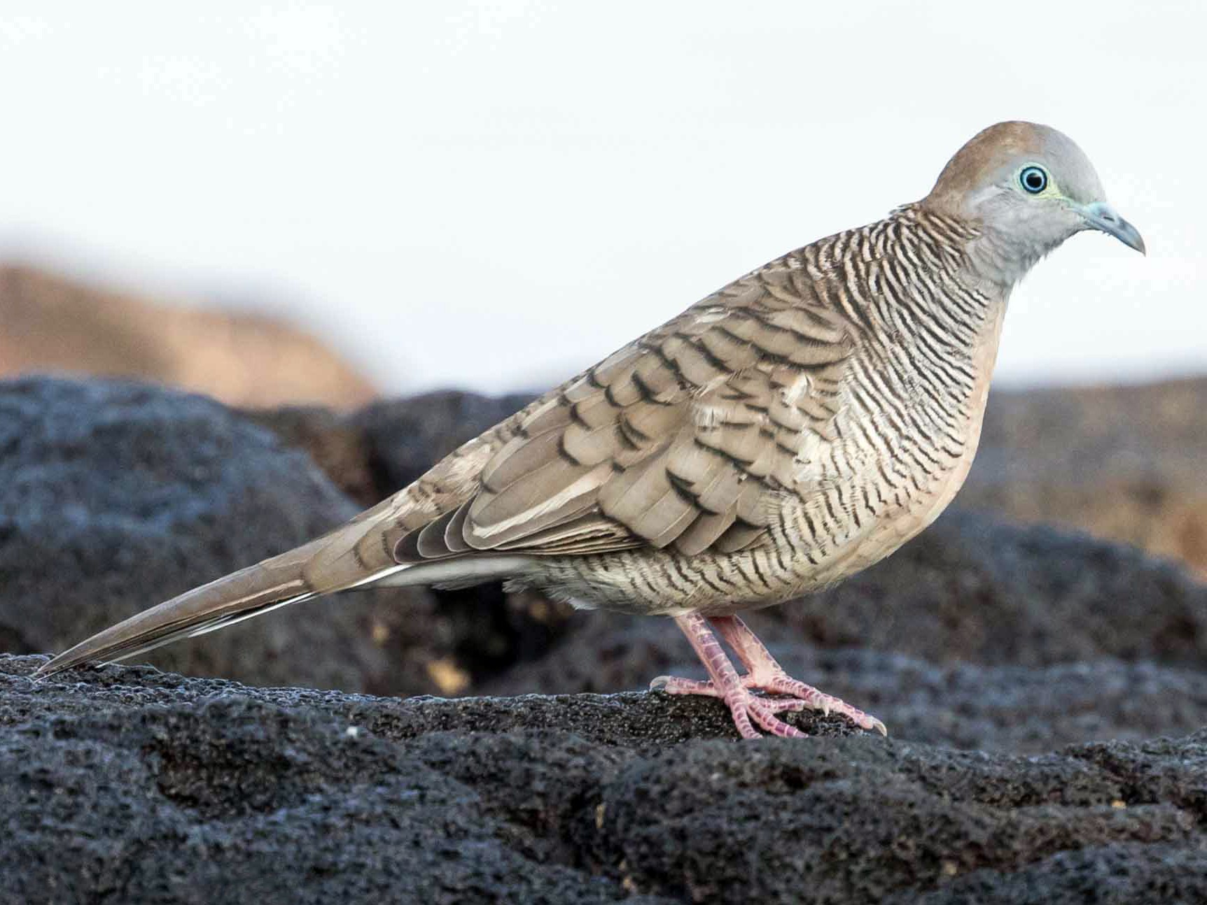 Zebra Dove - Brad Argue