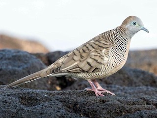  - Zebra Dove