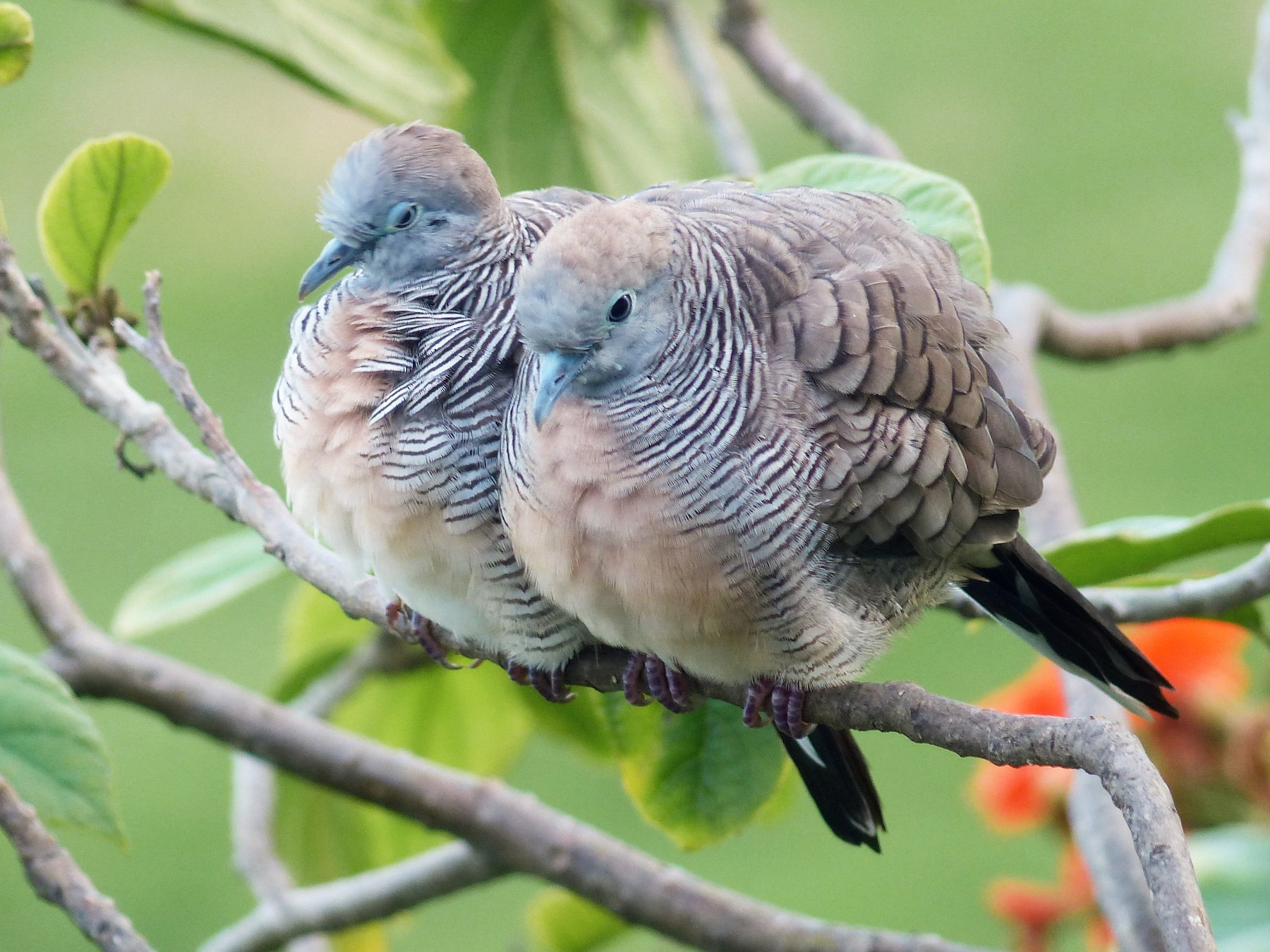 Zebra Dove - Ted Down