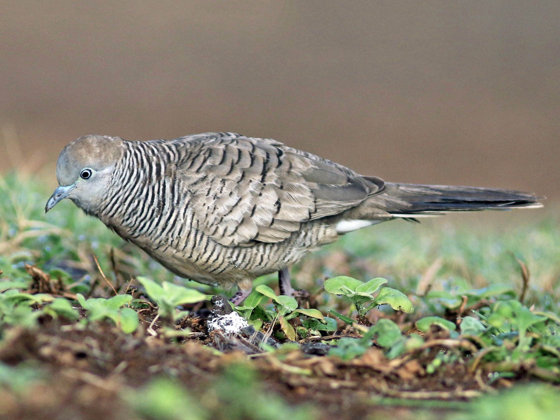 Zebra Dove - Russ Morgan