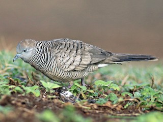 斑馬鳩- eBird